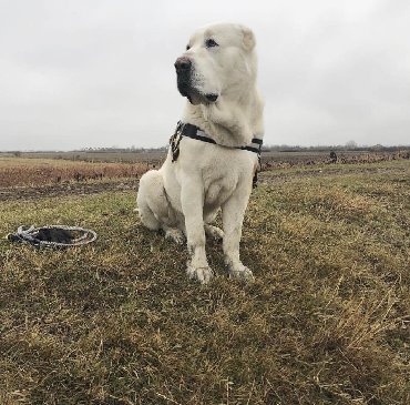 İtlər: Алабай (Alabay) Племенной питомник предлагает щенков среднеазиатской — 30