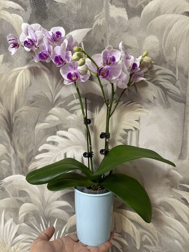 Горшки для растений: 💐Живые комнатные растения, придающие вашему дому особую уютную at lalafo.kg — 7 Горшки для растений: 💐Живые комнатные растения, придающие вашему дому особую уютную — 7