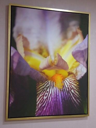iris gulu: Dekorativ çərçivəli poster – İris çiçəyi makro foto. Xari bulbūl - — 1