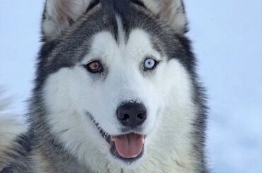 сколько стоит собака хаски: Хаски необычный с разными глазами