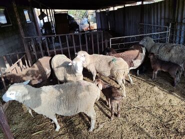 бенгальские кошки цена бишкек: Продаю | Овца (самка) | Для разведения | Матка