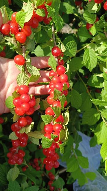 куплю яблоки оптом: Фундук (лесной орех) в скорлупе + саженцы войлочной вишни Описание: - — 4