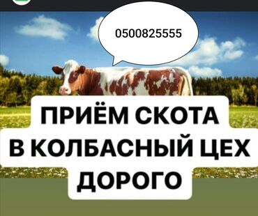 баран на продажу: Принимаем в колбасный цех коров лошадей быков по высоким ценам в