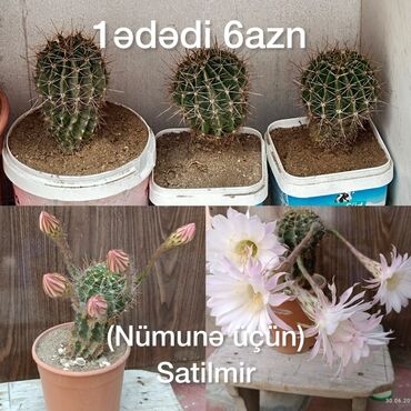 ciya toxumu ile ariqlama: Kaktus və Aloe şitilləri - Kaktus (Echinopsis tipli) – 1 ədəd 6 AZN