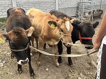 Продам с/х животных: Продаю | Тёлка | Полукровка, Ангус, Швицкая | На откорм | Привязанные — 3