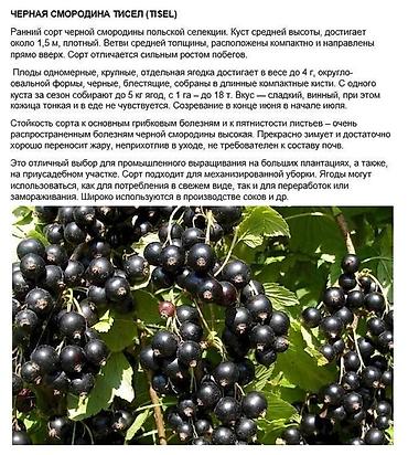 Карагат: Продаются саженцы черной и золотистой смородины (Капитан)! Черная — 4