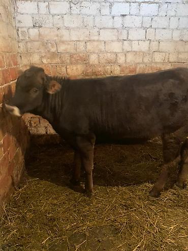 Коровы, быки: Продаю | Тёлка | Швицкая — 10