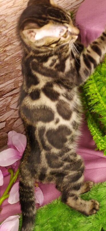 Продажа кошек: Друзья !!! питомник Бен Гла Мур с радостью предлагает новый помет. от — 15