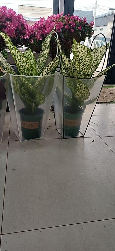 Аглаонемы: Комнатные растения в декоративных кашпо - Ажурные азалии с обильным — 1