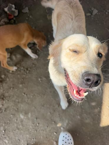 it alqı satqısı: Retriever, 9 ay, Dişi, Peyvəndli — 4