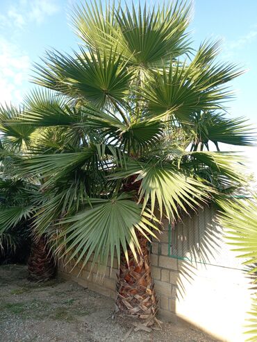 kafel metlax kreditle satisi: Vasinqton palmasi satilir hündürlüyü 4 metir govdə hissəsi 3 metrdi