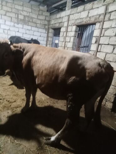 Inəklər, öküzlər: Dişi, il: 2, 540 kq, Ətlik, Ödənişli çatdırılma — 8