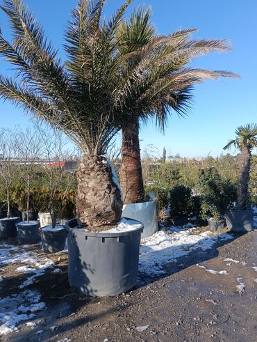 Torf: Aqaclarin satsi torf gubresde satışda var Baqlarin salınması -da lalafo.az — 15 Torf: Aqaclarin satsi torf gubresde satışda var Baqlarin salınması — 15