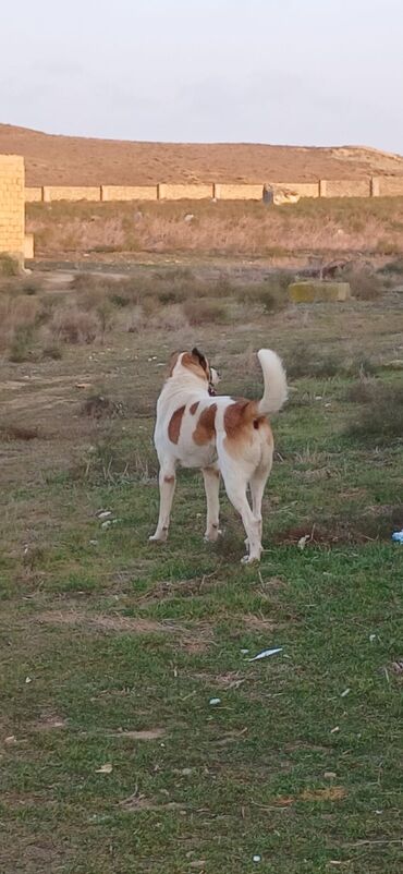 İtlər: Qurdbasar, 1 il, Erkek, Peyvəndli, Ödənişli çatdırılma — 1