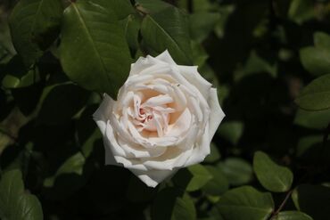 Fotokameralar: Canon 70D satılır əla vəziyyətdədir üstündə 18-135 lensultra — 15