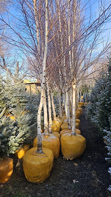 Берёза: Саженцы — 21