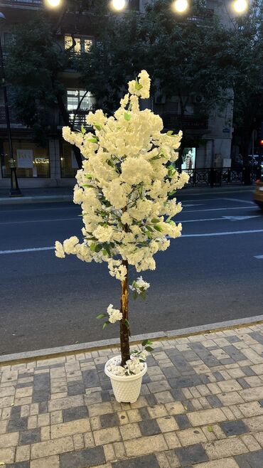 Süni güllər: 50 man baslayan qiymetler — 2