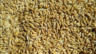 сеялки зерновые: Семена и саженцы Ячменя, Самовывоз