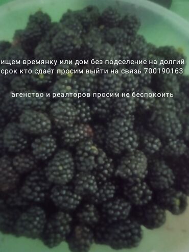 сдаю дом без: 100 м², 3 комнаты