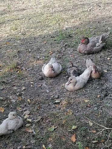qus iran: Lavanda ve Macar sortu Lal ördəklər her ölcüde ve qiymetde var barter — 5