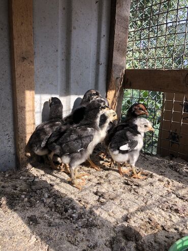 немецкая овчарка шенок: Продаю | Цыплята | Бойцовая | Для разведения, Для боев
