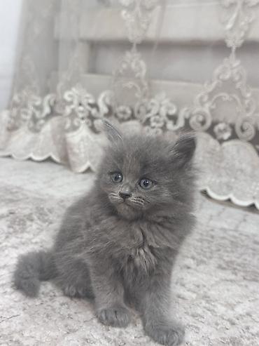 Продажа кошек: Плюшевые котята от мамы рэгдолл❤️ котятам 2-месяца, кушают все, ходят at lalafo.kg — 5 Продажа кошек: Плюшевые котята от мамы рэгдолл❤️ котятам 2-месяца, кушают все, ходят — 5