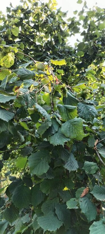 Torpaq sahələrinin satışı: 54 sot, Kənd təsərrüfatı, Kupça (Çıxarış) — 10