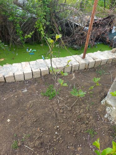 Torpaq sahələrinin satışı: Tikinti — 15