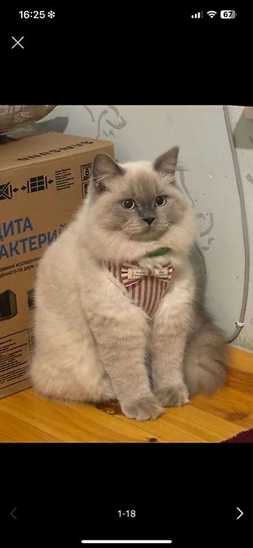 cat: Şotland uzun tüklü, Erkək, Cütləşmə üçün, Pulsuz çatdırılma — 1
