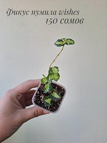 фикусы: 🌿 В продаже фикусы разных сортов (детки/молодыерастения). 💚 Названия — 10