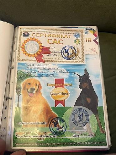 Продажа собак: Бернский зенненхунд, 6 месяцев, Самец, С прививкой — 17