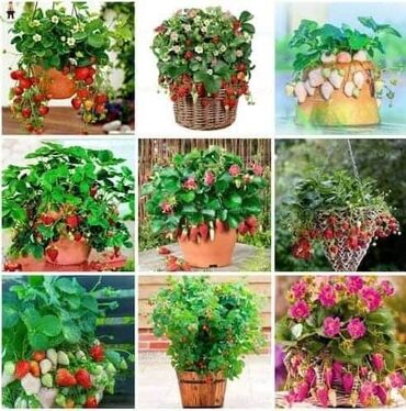 Semena i sadnice: Seme jagode više vrsta
Cena:650din/200 semenki — 8