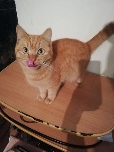 кот мальчик: Котик мальчик приносит в дом счастье и богатство талисман для