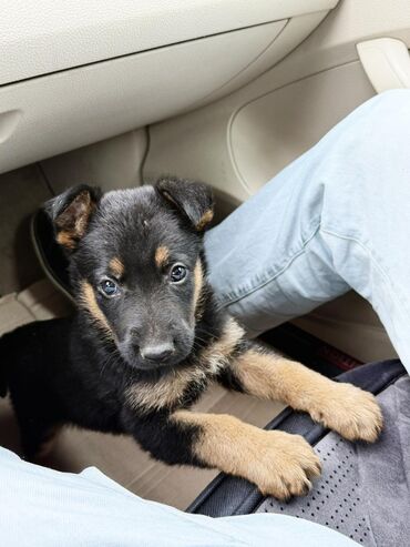 İtlər: •	Yaşı: 4 aylıq (5 aylığa keçəcək) 	•	Tam aktiv və sağlamdır 	•	Bütün — 1