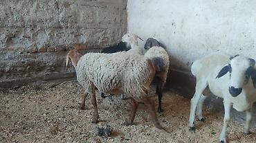 Баран, овца: Продаю | Баран (самец) | Для разведения | Осеменитель — 10