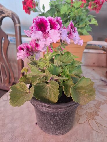 dekorativ bitkilər: Pelarqoniya gulu satilir.4 azn.Sumqayt