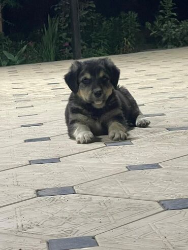 продам лабрадора: Собака даром: Дворняжка, 2 месяца, Самец, С прививкой at lalafo.kg продам лабрадора: Собака даром: Дворняжка, 2 месяца, Самец, С прививкой