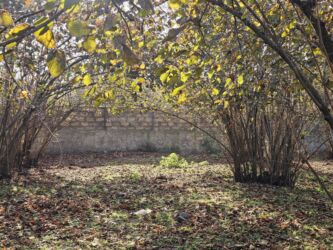 Şlanqlar: Qəbələ Rayon Mirzəbəyli kədi Oğuz qax şəki yolnun yanı 14 soot kupcalı — 6