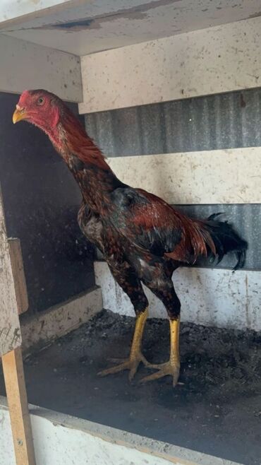 Xoruzlar: Məhsul: Uzunboyun, möhkəm ayaqlı, sərt bədən quruluşlu döyüş tipli — 14