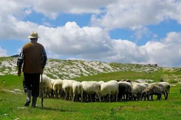 работа малина: Требуется пастух на фазенду желательно семейный . Хорошая заработная
