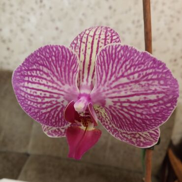 Другие комнатные растения: Орхидея фаленопсис Аркадия, отцветает