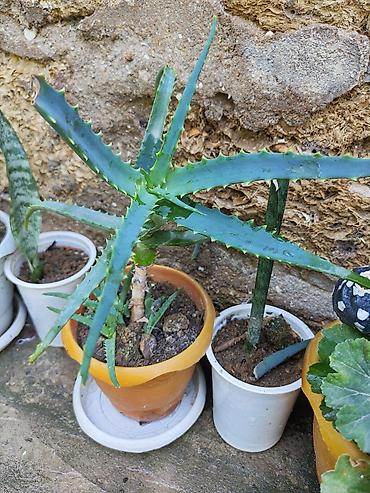 алоэ пайдасы: Aloe (Aloe vera tipli, tikanlı kənarlı sukulent) – saksıda - Bitki — 2