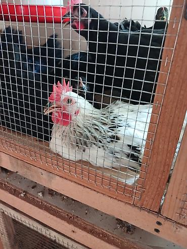 quş: Yumurtlayan toyuqlar, xoruzlar, çolpalar, 1 aylıq cücələrdə var — 10
