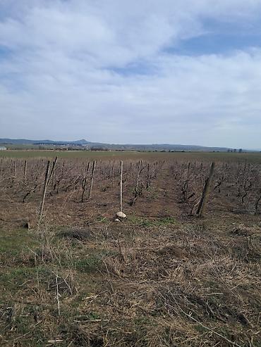 Torpaq sahələrinin satışı: 66 sot, Kənd təsərrüfatı — 2