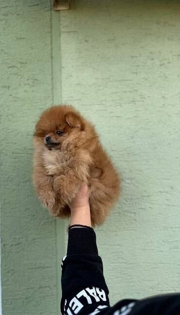 Psi: Odgaivacnica ekskluzivnih pomeranaca i pudli registrovana u FCI savezu — 5