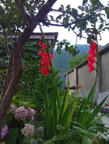 Günlük kirayə evlər: 40 kv. m, 2 otaqlı, Kombi, İnternet, Telefon -da lalafo.az — 23 Günlük kirayə evlər: 40 kv. m, 2 otaqlı, Kombi, İnternet, Telefon — 23