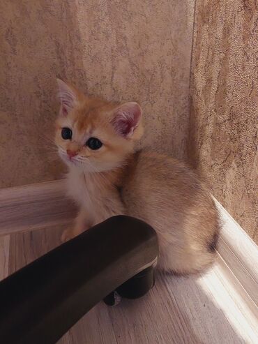 Pişiklər: Qızıl şinşilla, Erkək, Dişi, Yaxşı əllərə, Ünvandan götürmə -da lalafo.az — 7 Pişiklər: Qızıl şinşilla, Erkək, Dişi, Yaxşı əllərə, Ünvandan götürmə — 7