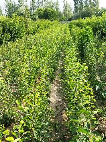 Фрукты и ягоды: Саженцы черешни - Питомник. Ряды молодых саженцев черешни открытого — 6