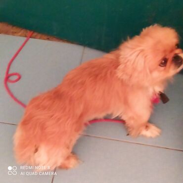 İtlər: 11 ay, Erkek, Ödənişli çatdırılma — 3