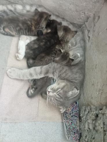собака беловодск: Котята от домашней кошки - Описание: помёт очаровательных котят от — 1
